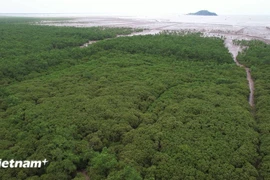 Clear legal framework needed to implement forest carbon projects