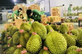 Agricultural exports, strong growht, sustainable development, agriculture, fruits. Vietnam