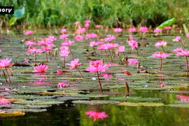 Purple water lilies bloom in Ninh Binh - land of heritage