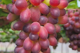 Khanh Hoa farmers prepare for Lunar New Year grape harvest