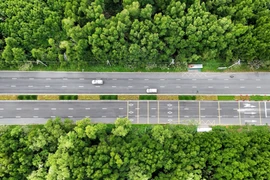 Mangrove forest road in Ho Chi Minh City 