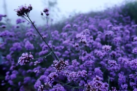 Moc Chau in bloom: A journey through fields of dreams
