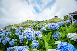 Vibrant hydrangeas bloom on Mau Son Mountain