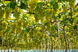 Khanh Hoa attracts visitors with grape garden tourism