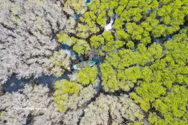Quang Ngai’s living “green lung”: The allure of Bau Ca Cai mangrove forest