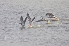 Endangered spot-billed pelicans return to Tram Chim National Park after six-year absence