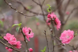 Early spring at Hanoi’s flower market