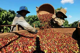Vietnam’s specialty coffee fetches record export price