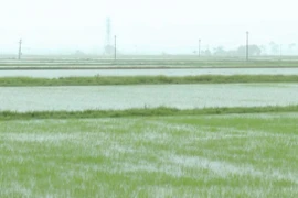 Heavy rains and dyke erosion reported after typhoon Wipha
