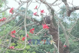 Red silk cotton blossoms brighten ancient capital of Ninh Binh