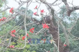 Red silk cotton blossoms brighten ancient capital of Ninh Binh