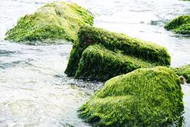 Moss-covered rock beach in Nhon Hai: A must-visit gem of Binh Dinh