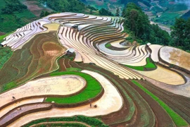 Cao Pha's terraced fields shimmer in watering season