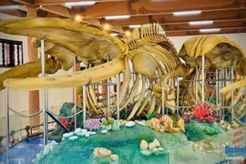 Vietnam’s largest reconstructed whale skeletons recognised on Ly Son Island