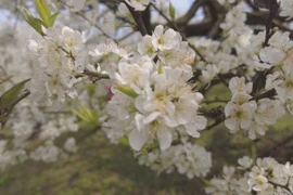 Moc Chau plateau awash in white plum blossoms