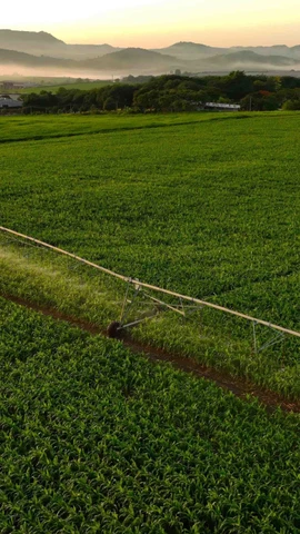 A high-tech corn, sorghum and grass farm in Nghe An province (Photo: VNA) 