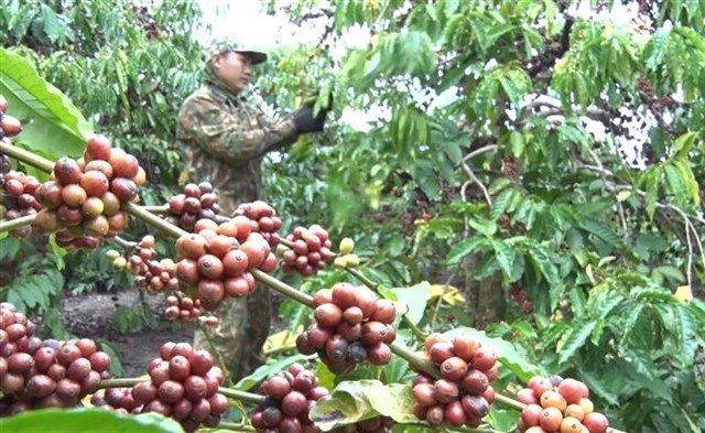 A farmer harvests coffee in Kon Tum Province. (Photo: VNA)