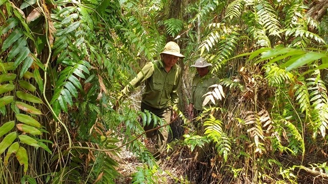 Forest rangers patrol the U Minh Ha National Park in Ca Mau province. (Photo: VNA)