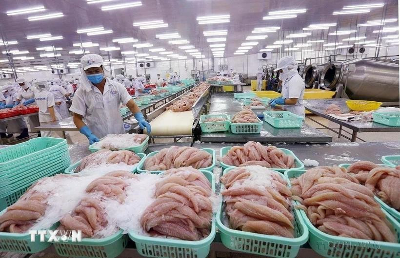Fillet catfish for export (Photo: VNA)