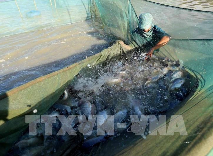 New opportunity for Vietnam’s tilapia exports (Photo: VNA)