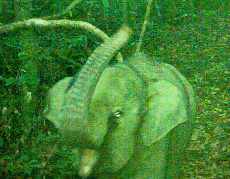 A photo of the baby elephant taken on July 8. (Photo: Elephant Species and Habitat Conservation Area)