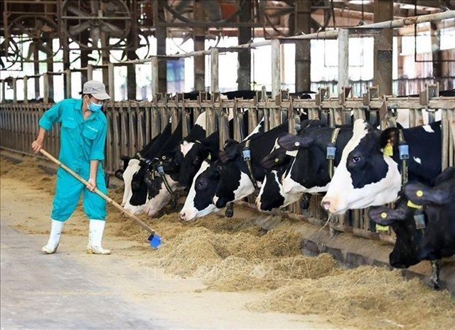  A worker cares for livestock at a farm operated by Vinamilk in Binh Duong province. (Photo: VNA)