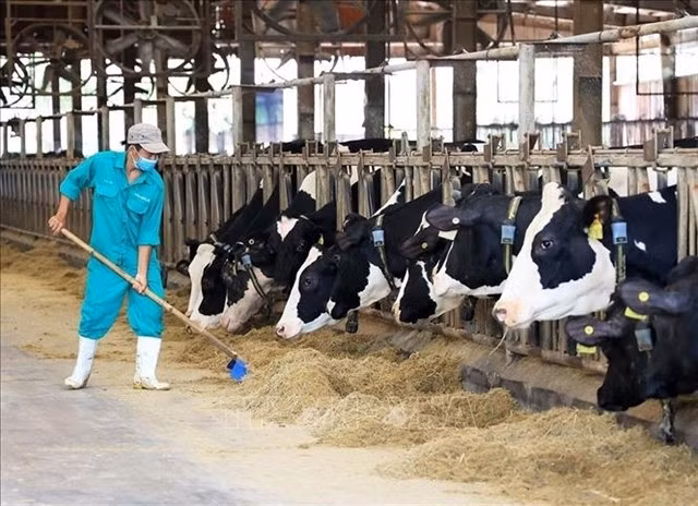  A worker cares for livestock at a farm operated by Vinamilk in Binh Duong province. (Photo: VNA)