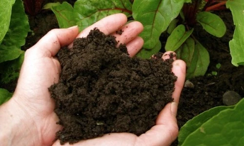 Peat is emerging as a key natural resource for organic fertiliser production (Photo: internet)