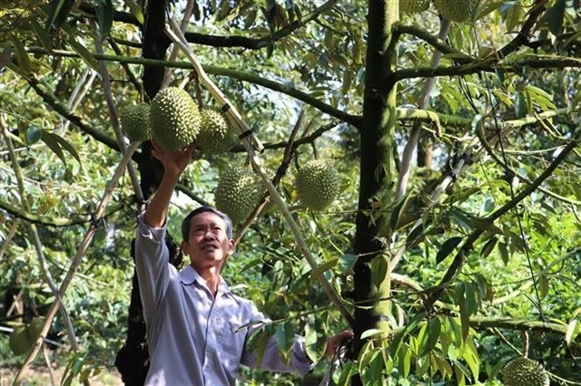 Durian being harvested in southern Tien Giang province. (Photo: VNA/VNS)