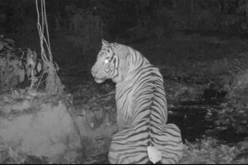 Camera trap footage shows a Malayan tiger in a national park in Yala province, Thailand. (Photo: Department of National Parks, Wildlife and Plant Conservation)