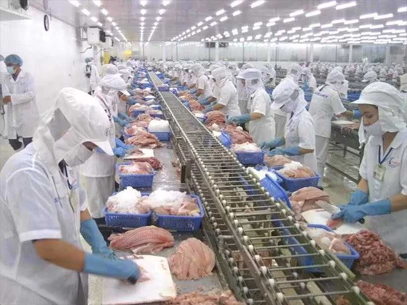 Workers process fish for export. (Photo: VNA) 