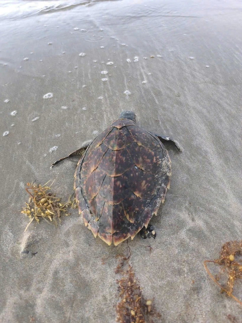 A hawksbill was rescued and released into the wild (Photo: VNA)
