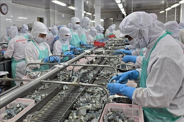 Processing frozen shrimp for export at Minh Phu Company in Ca Mau province. (Photo: VNA)