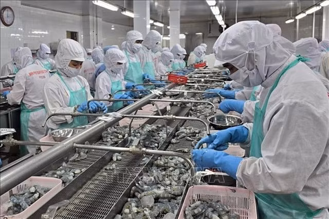 Processing frozen shrimp for export at Minh Phu Company in Ca Mau province. (Photo: VNA)