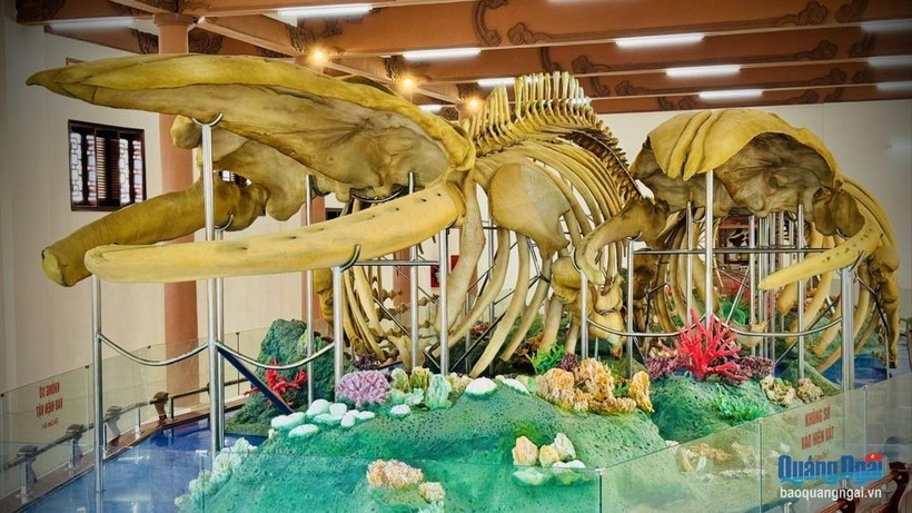 The two reconstructed whale skeletons at Lang Tan relic site on Ly Son island district (Photo: Quang Ngai newspaper)