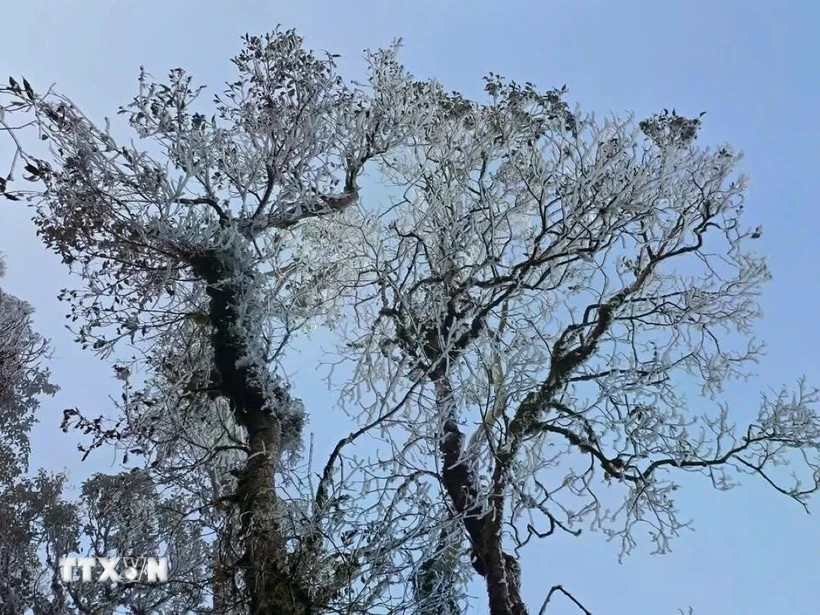 Ta Xua peak in Ban Cong commune, Tram Tau district, the northern mountainous province of Yen Bai, is coated in thick frost. (Photo: VNA)