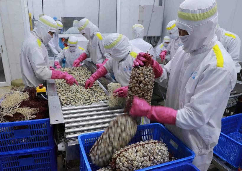 Workers process whole clams at a factory in An Xa Industrial Cluster, Nam Dinh province. (Photo: VNA)