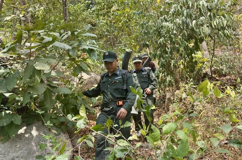Forest rangers struggle through thick bushes and vines while patrolling and protecting the forest in Cam Mountain, Tinh Bien township, An Giang province. (Photo: VNA)