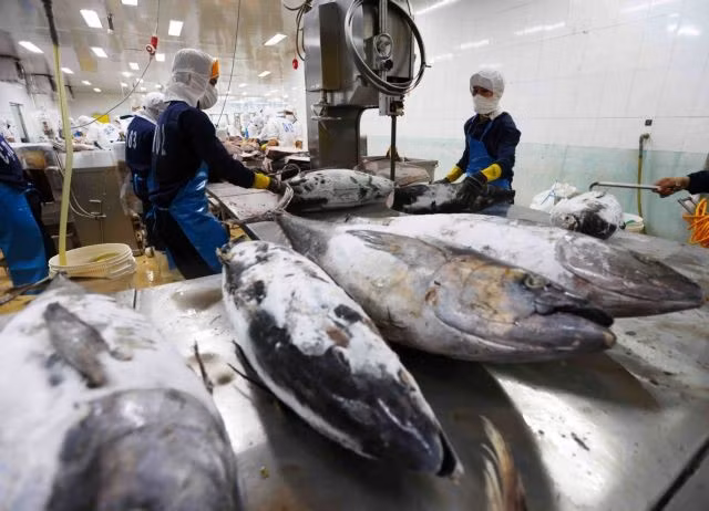 Tuna being processed for export at Binh Dinh Fishery Joint Stock Company in the southern province of Binh Dinh. (Photo: VNA/VNS)