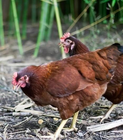 Cambodia reports fifth fatal human H5N1 case of the year. (Photo: cidrap.umn.edu)