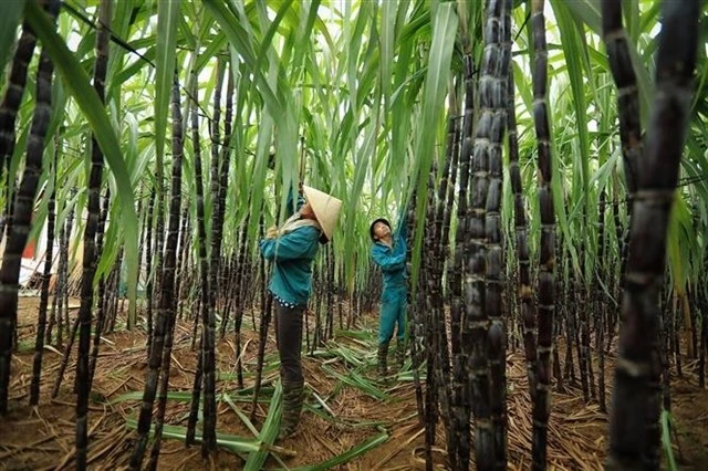 Farmers harvest sugarcane in Hoa Binh province. (Photo: VNA/VNS)