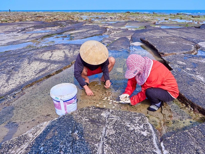 People harvest seafood on Bach Long Vi island. (Photo: Qdnd.vn)