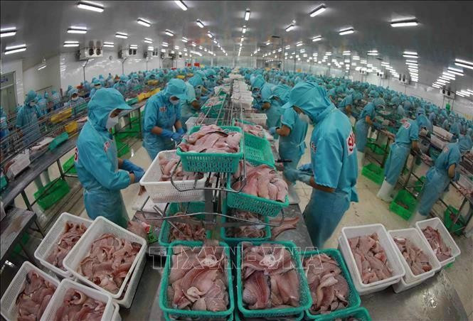 Tra fish processed at Sao Mai Group (Photo: VNA)