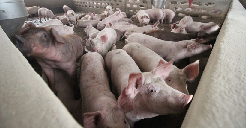 Pig Farm (Photo: Laotiantimes)