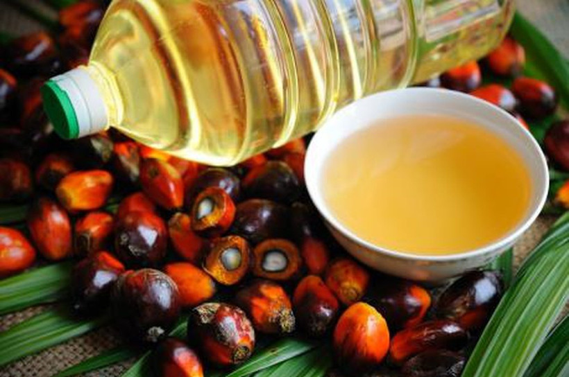 Indonesia expects palm oil production to grow by 10% in 2025 (Photo: internet)