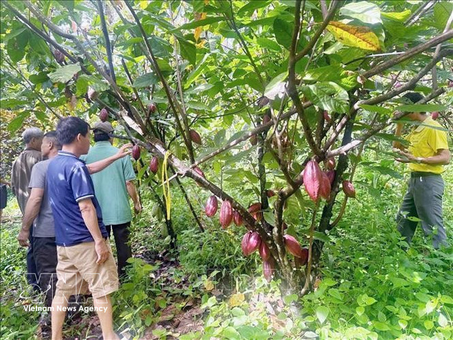 vnanet-cocoa-farmers.jpg