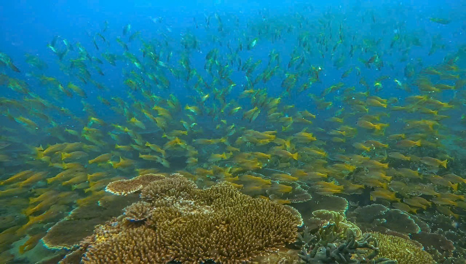 The diverse and rich marine ecosystem at Con Dao National Park. (Photo: VNA)