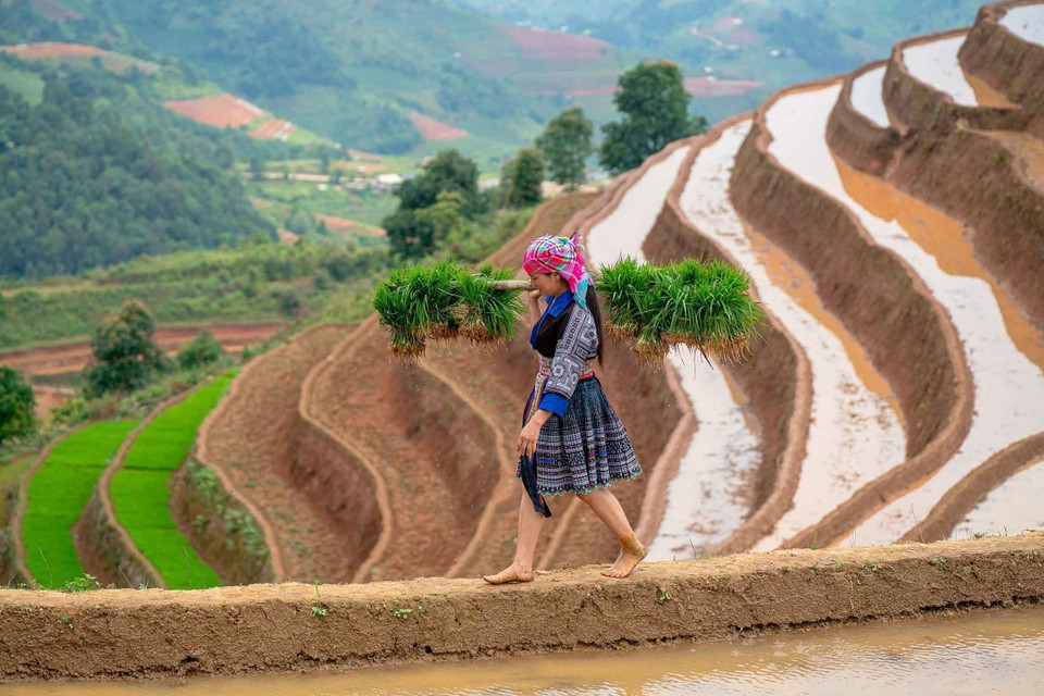 Residents of Lao Chai commune, Lao Cai province, begin planting as the water arrives. (Photo: VNA)