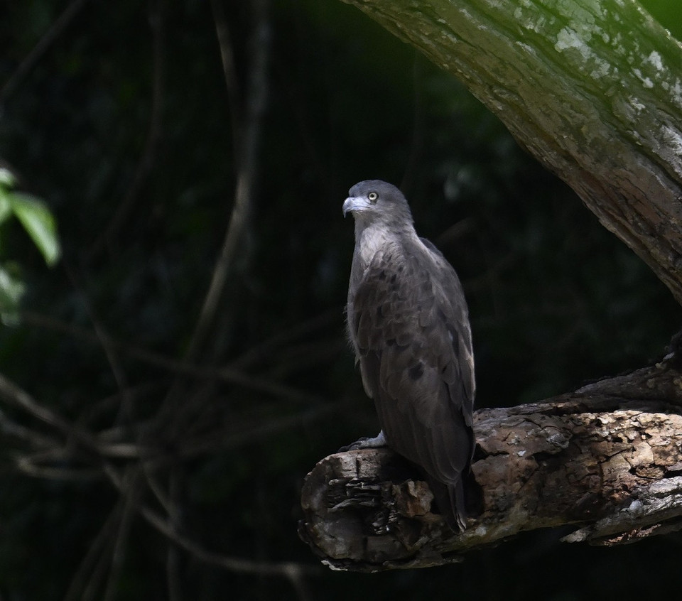 An osprey. (Photo: CCD/VNA)