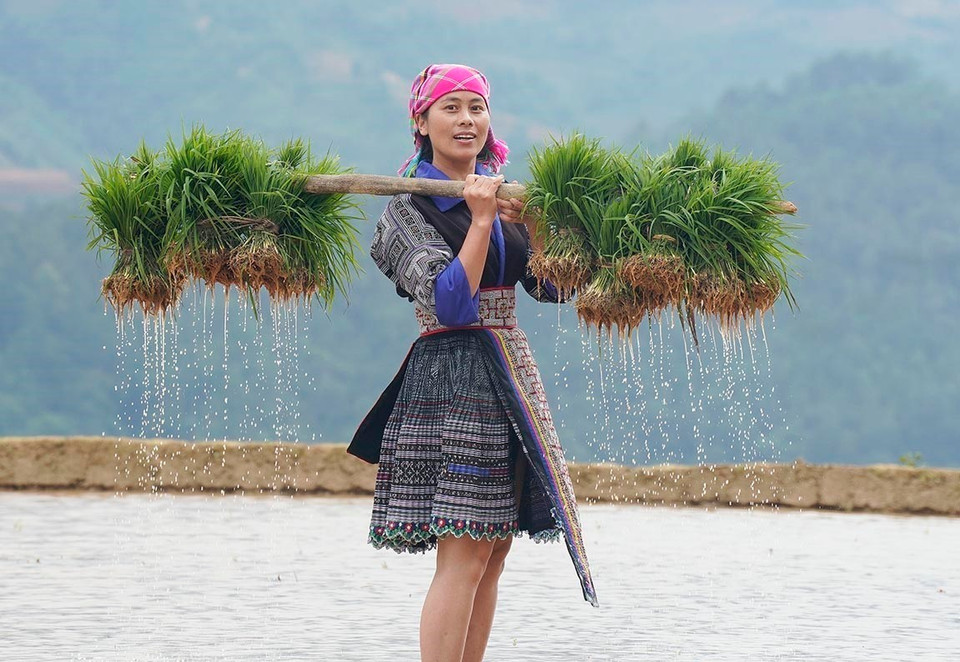 A local woman with young rice plants on the shoulders. (Photo: VNA)